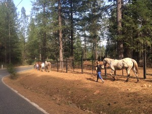 hiking with horses